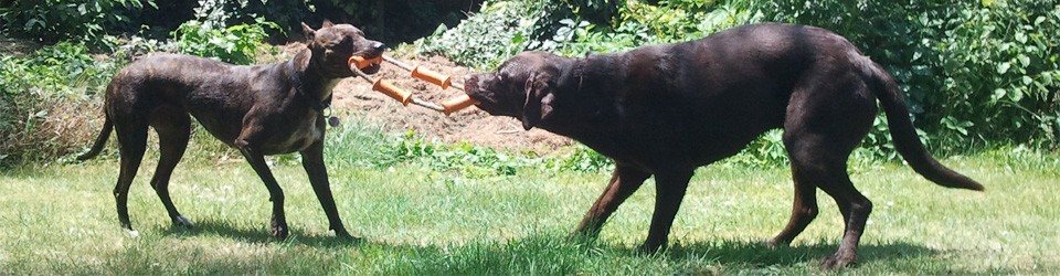 cropped-cropped-dogs_play_01A.jpg