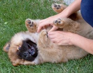 Wolf-Chow